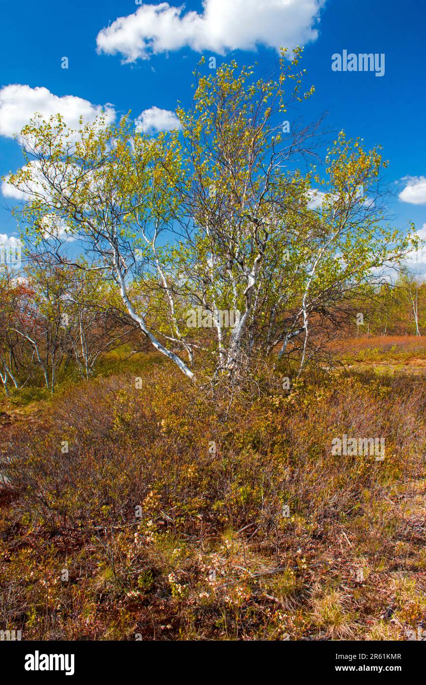 Gray Birch wuchs im Frühling auf der Moosic Mountain Heide in Pennsylvania an Stockfoto