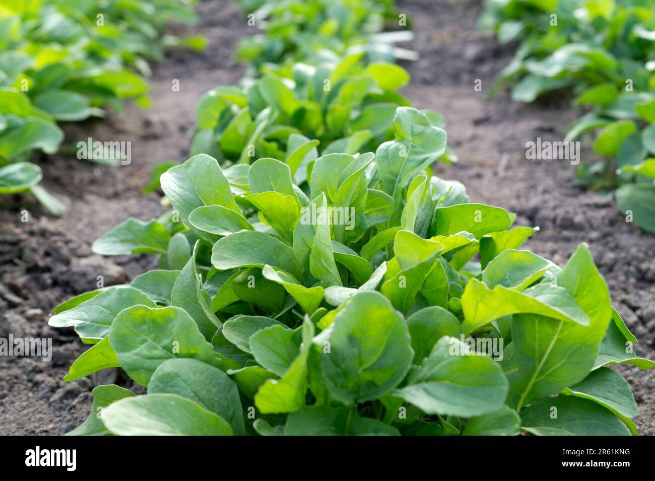 Junge grüne Blätter der Rucola-Rucola-Pflanze auf dem Gartenbeet. Anbau von organischen Salatbestandteilen, Heimanbau, organischer Anbau. Stockfoto