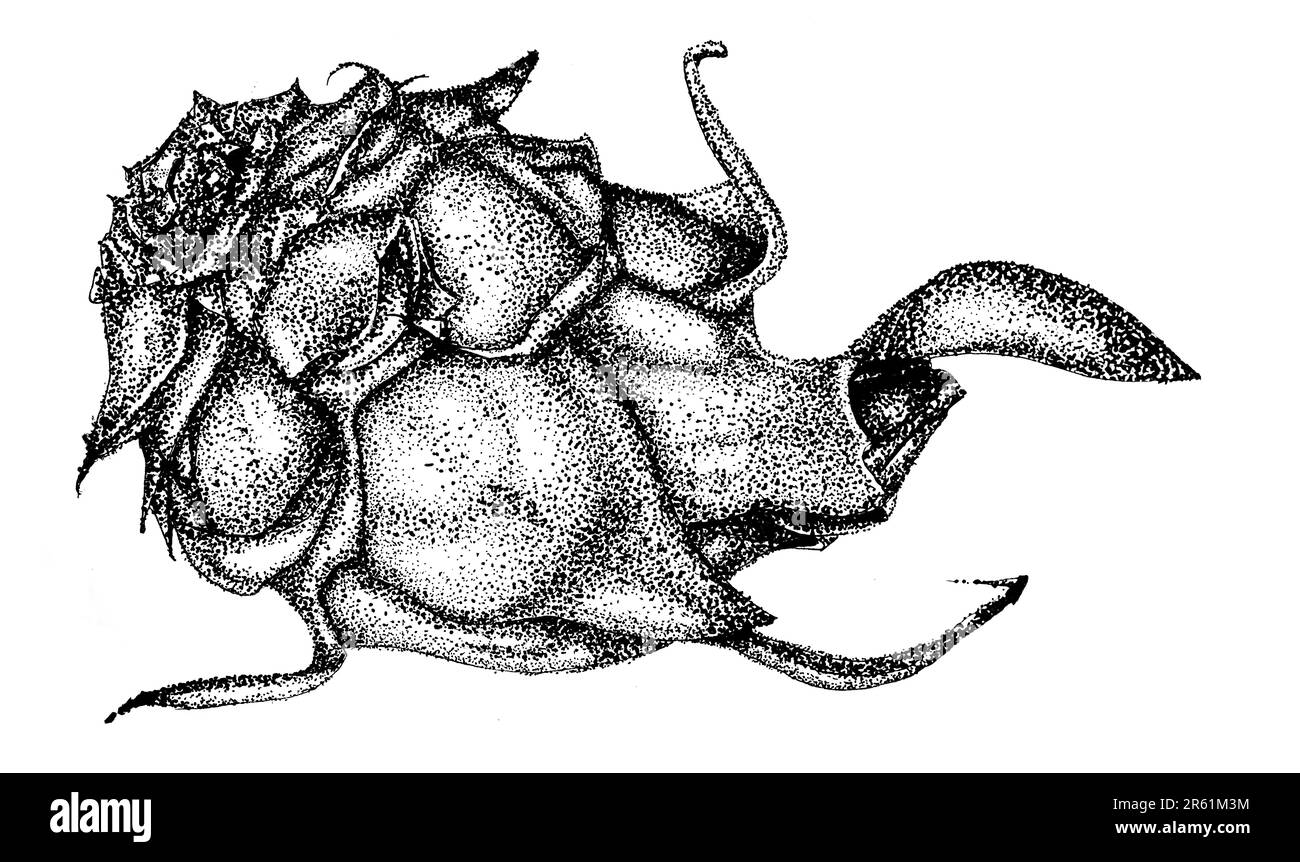 Eine klassische Gravur einer Zeichnung mit Drachenfrucht Stockfoto
