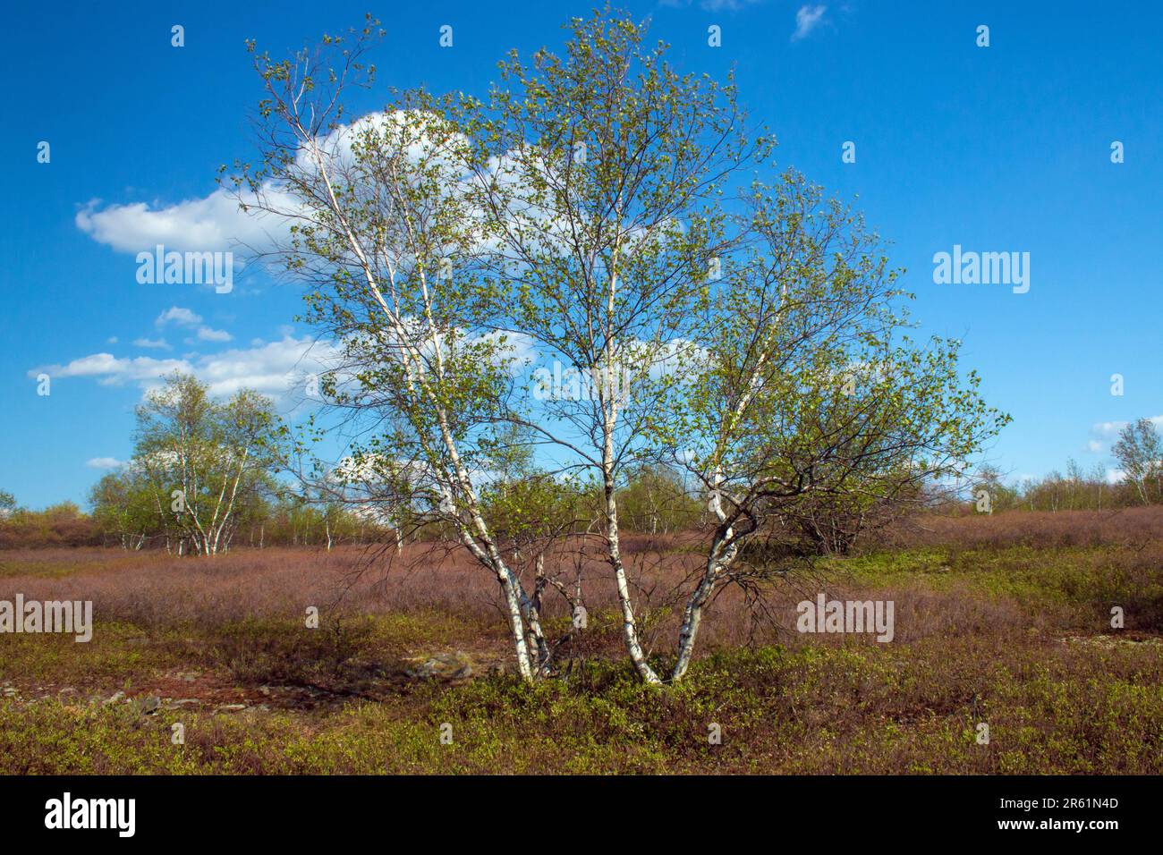 Gray Birch wuchs im Frühling auf der Moosic Mountain Heide in Pennsylvania an Stockfoto