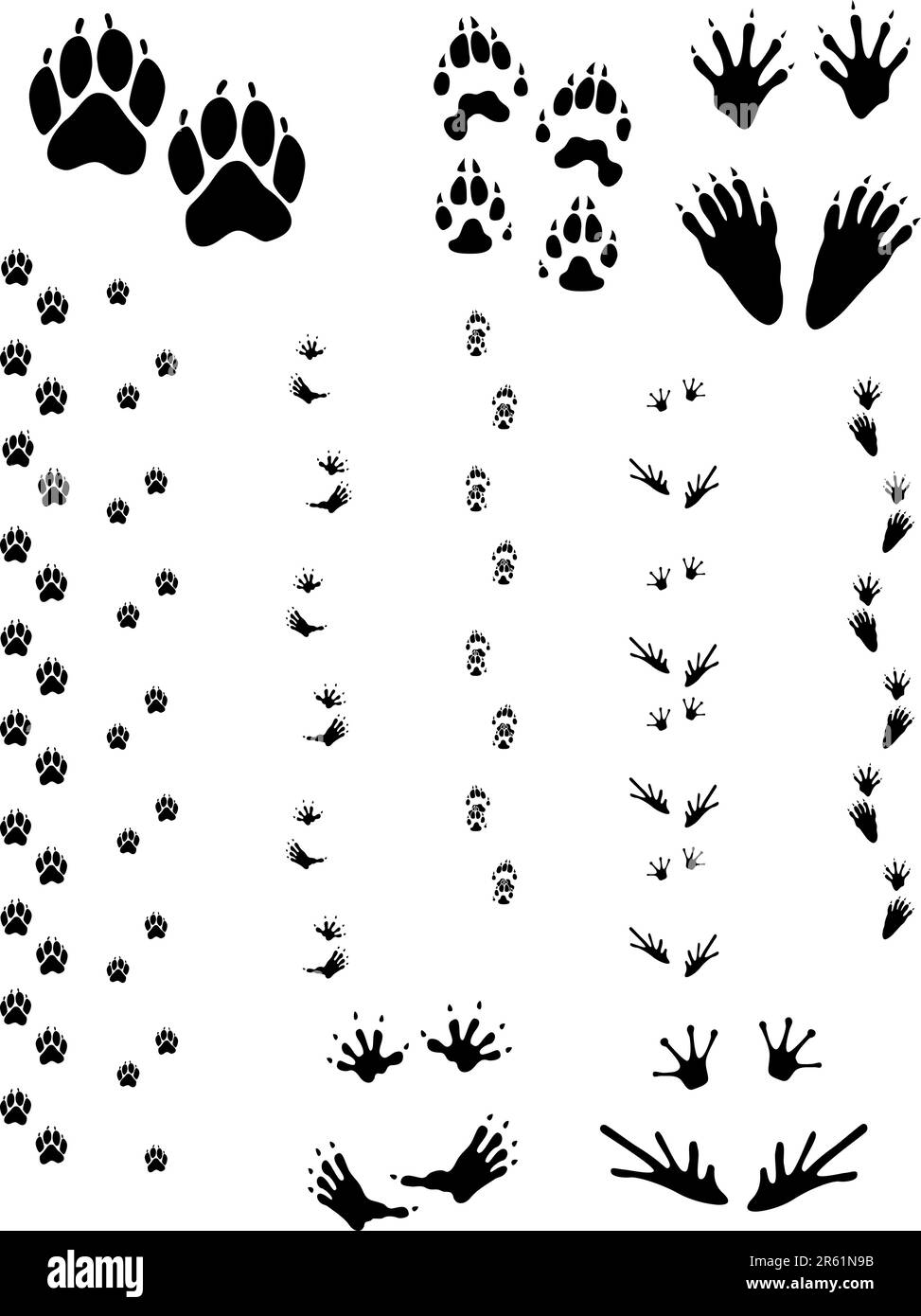 Pfotenabdrücke und Spuren von fünf verschiedenen Tieren. Obere Reihe von links nach rechts: Hund, Wolverine, Waschbär. Untere Reihe: Opossum, Frosch. Vektoren sind alle sauber... Stock Vektor