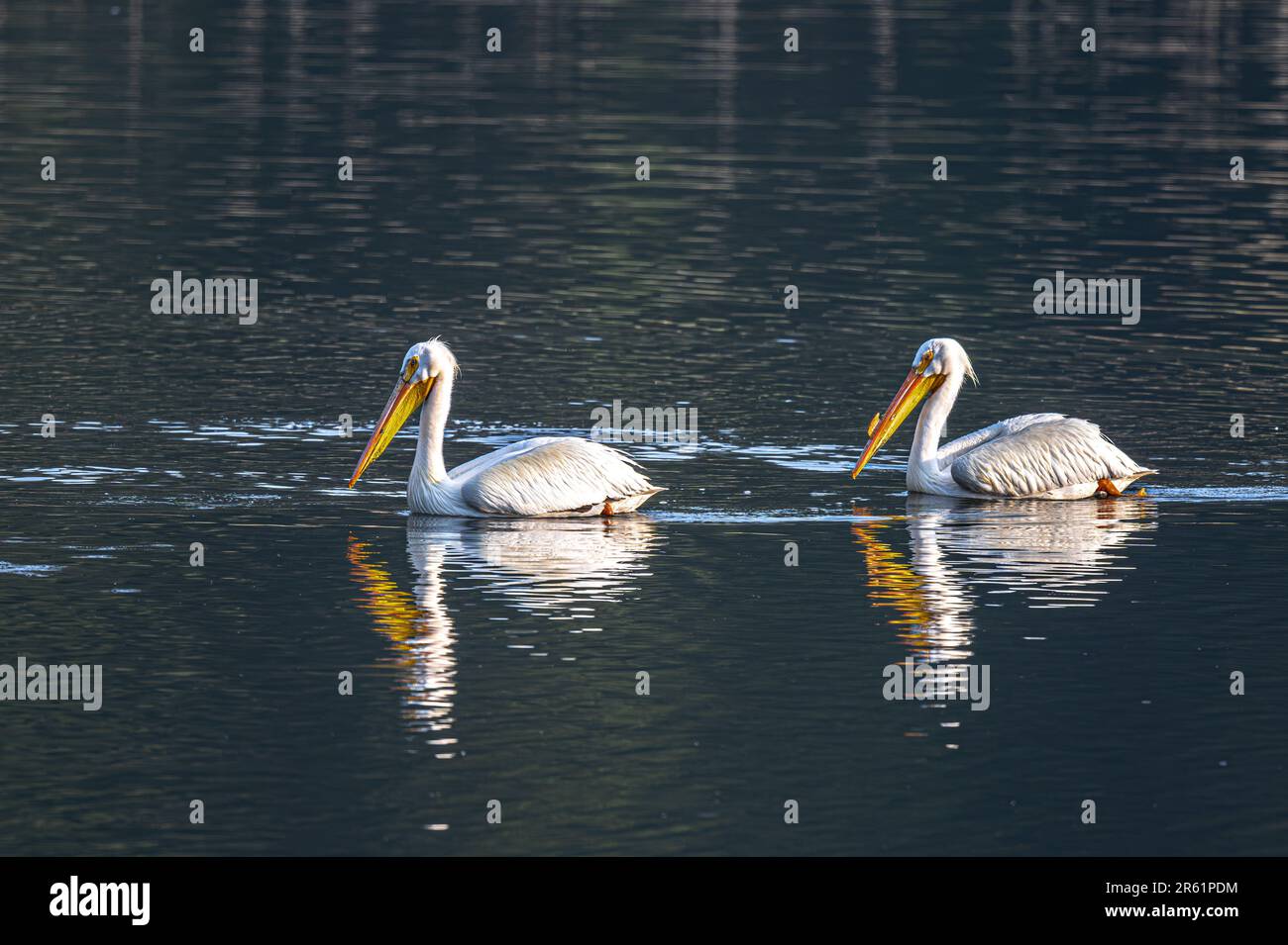 Amerikanische Weiße Pelikane (Pelecanus erythrorhynchos) im Frühling Stockfoto