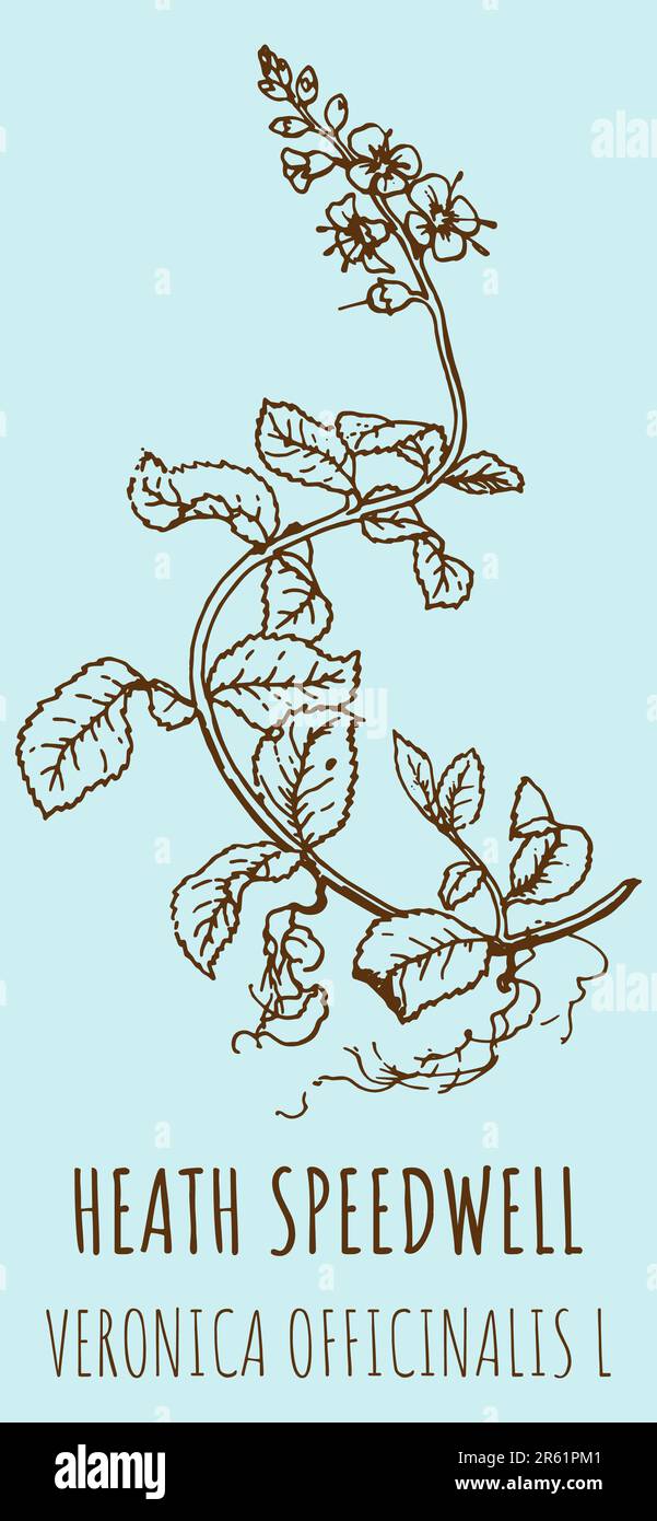 Drawings, HEATH SPEEDWELL. Handgezeichnete Illustration. Lateinische Bezeichnung VERONICA OFFICINALIS L. Stockfoto