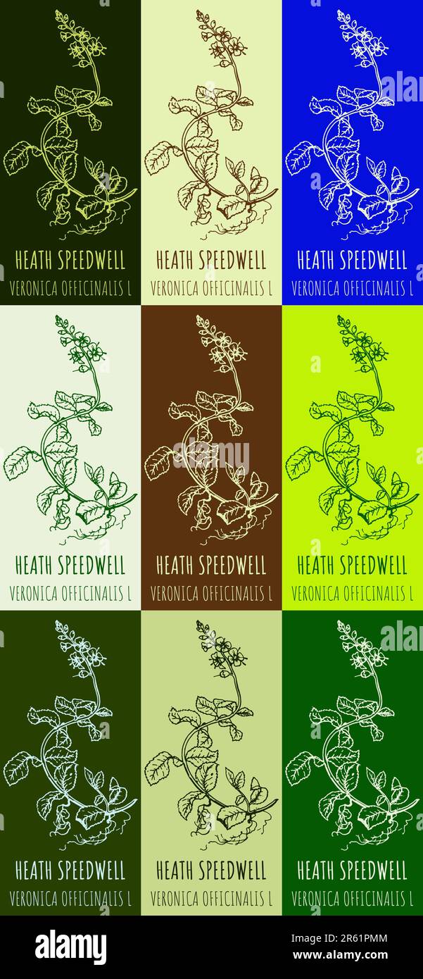 Zeichnungsset VON HEATH SPEEDWELL in verschiedenen Farben. Handgezeichnete Illustration. Lateinische Bezeichnung VERONICA OFFICINALIS L. Stockfoto
