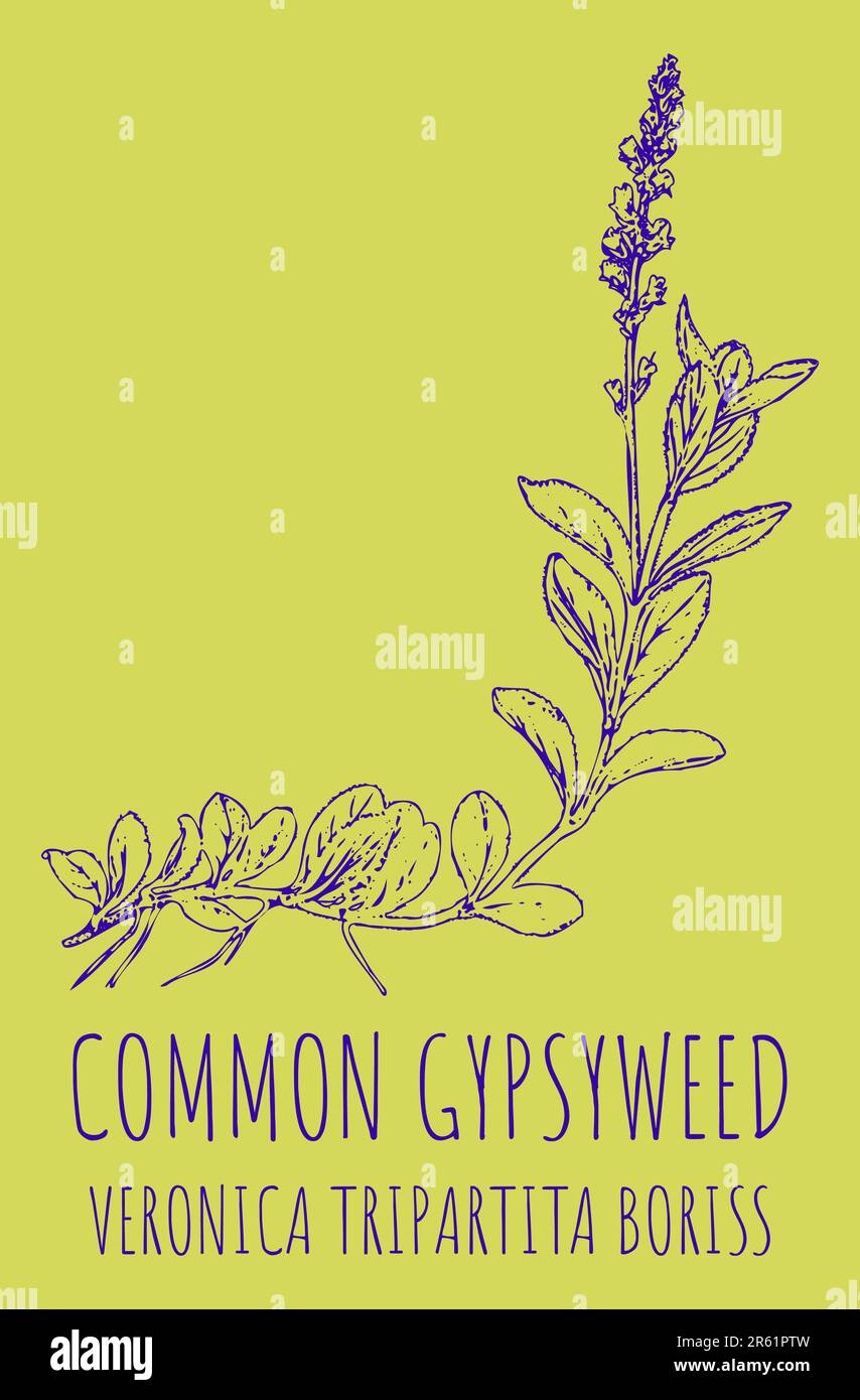 Drawings, HEATH SPEEDWELL. Handgezeichnete Illustration. Lateinische Bezeichnung VERONICA OFFICINALIS L. Stockfoto
