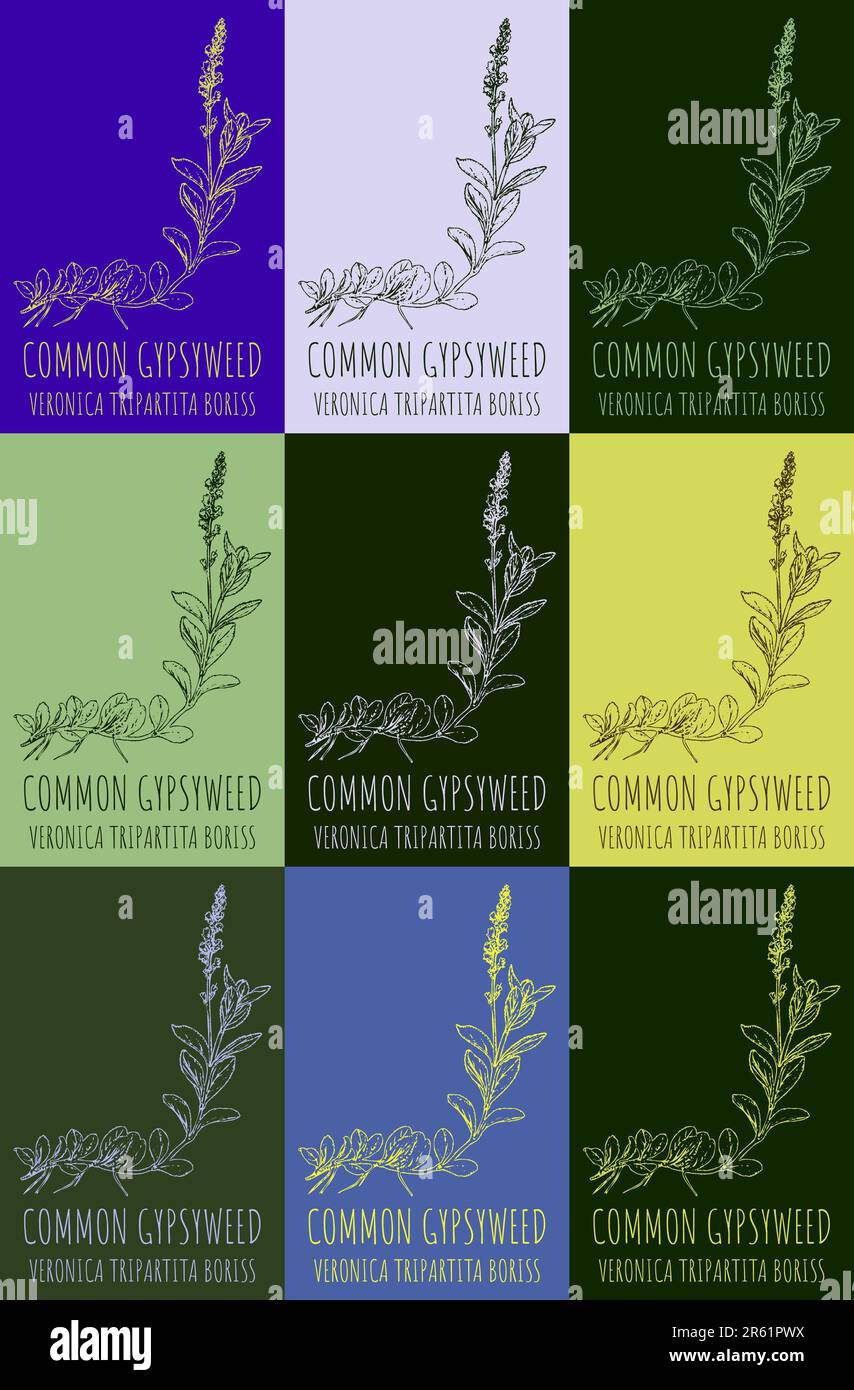 Zeichnungsset VON HEATH SPEEDWELL in verschiedenen Farben. Handgezeichnete Illustration. Lateinische Bezeichnung VERONICA OFFICINALIS L. Stockfoto