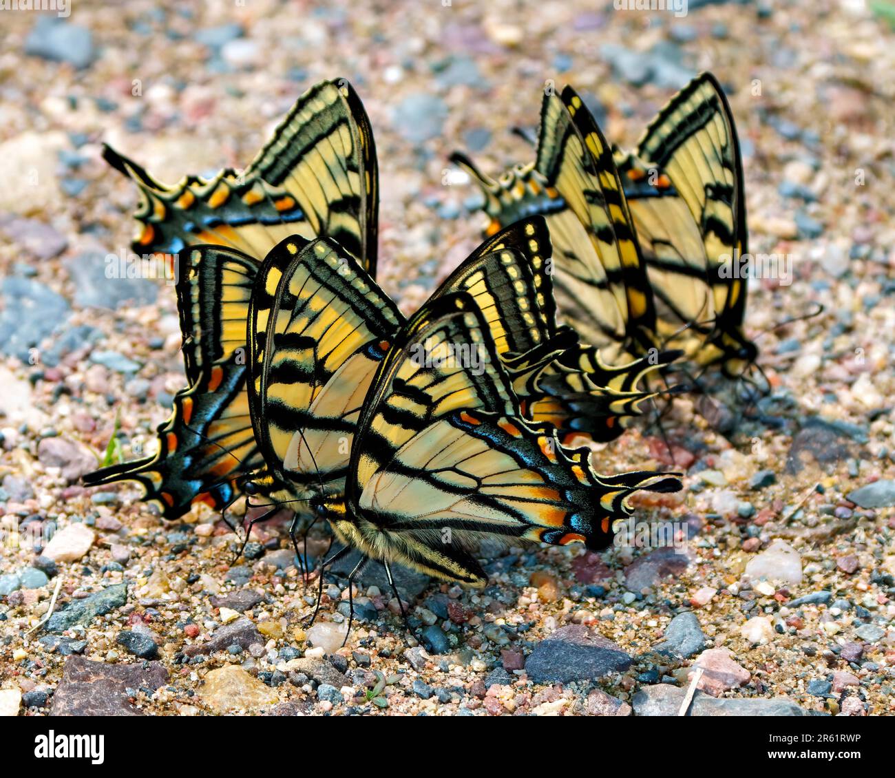 Eine Gruppe kanadischer Tiger-Schmetterlinge, die auf dem Boden ruhen und ihre Umgebung und ihren Lebensraum genießen. Schmetterlingskolonie. Stockfoto