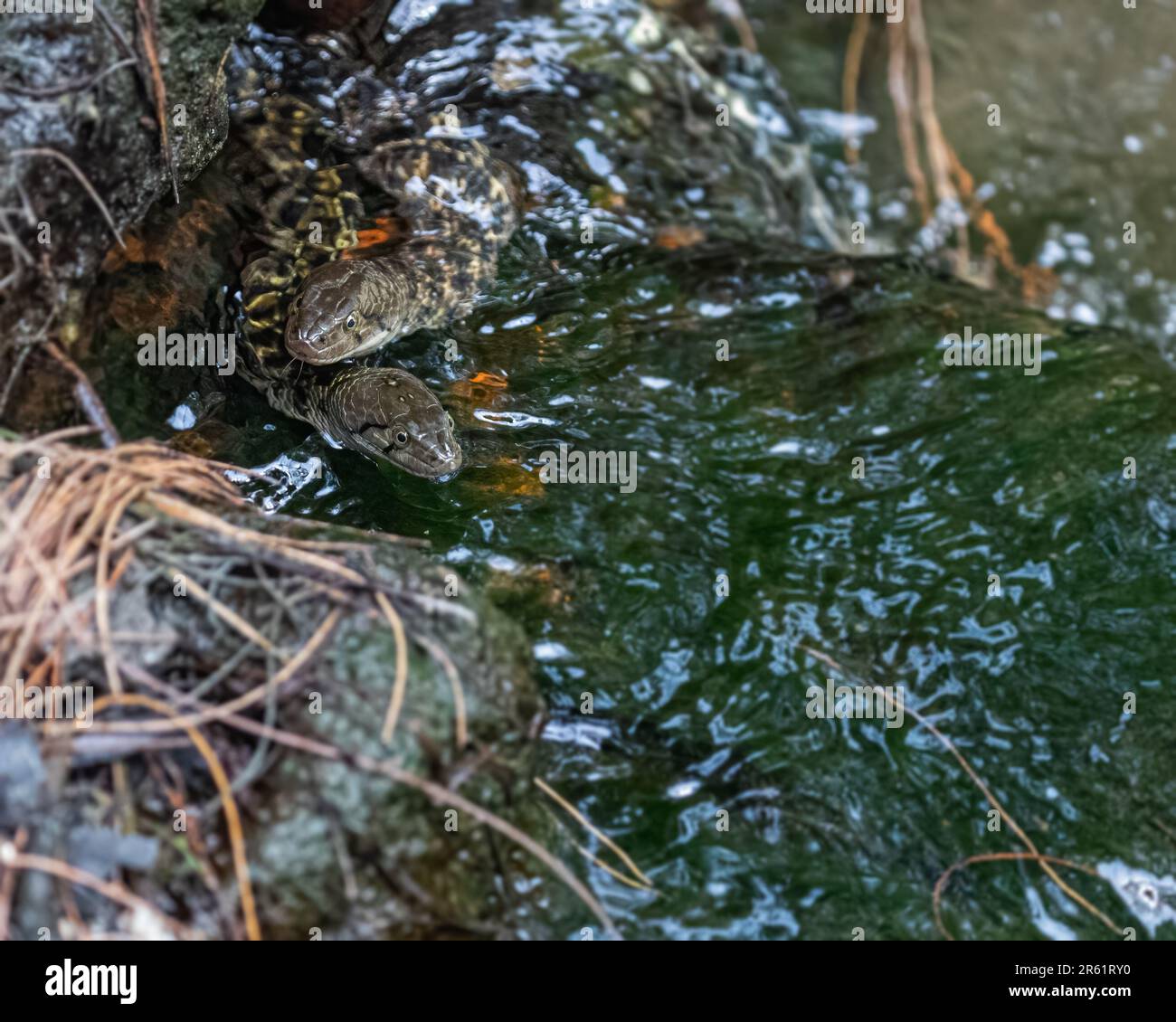 Die beiden Schlangen, die im Wasser schwimmen Stockfoto