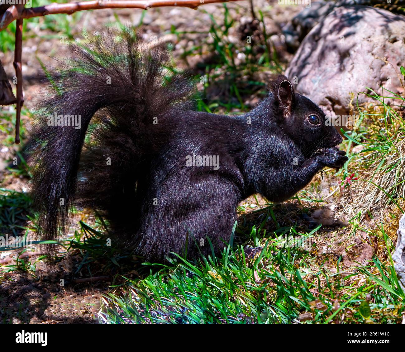 Schwarzes Eichhörnchen aus nächster Nähe, auf dem Boden stehend mit Moos und Felsen und Essen in seiner Umgebung und Umgebung. Stockfoto