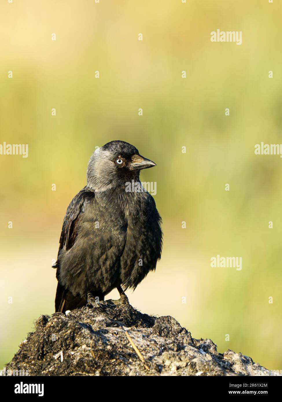 Die westliche Jackdaw, Coloeus monedula, oder einfach die Jackdaw, die an der Ostsee liegt Stockfoto
