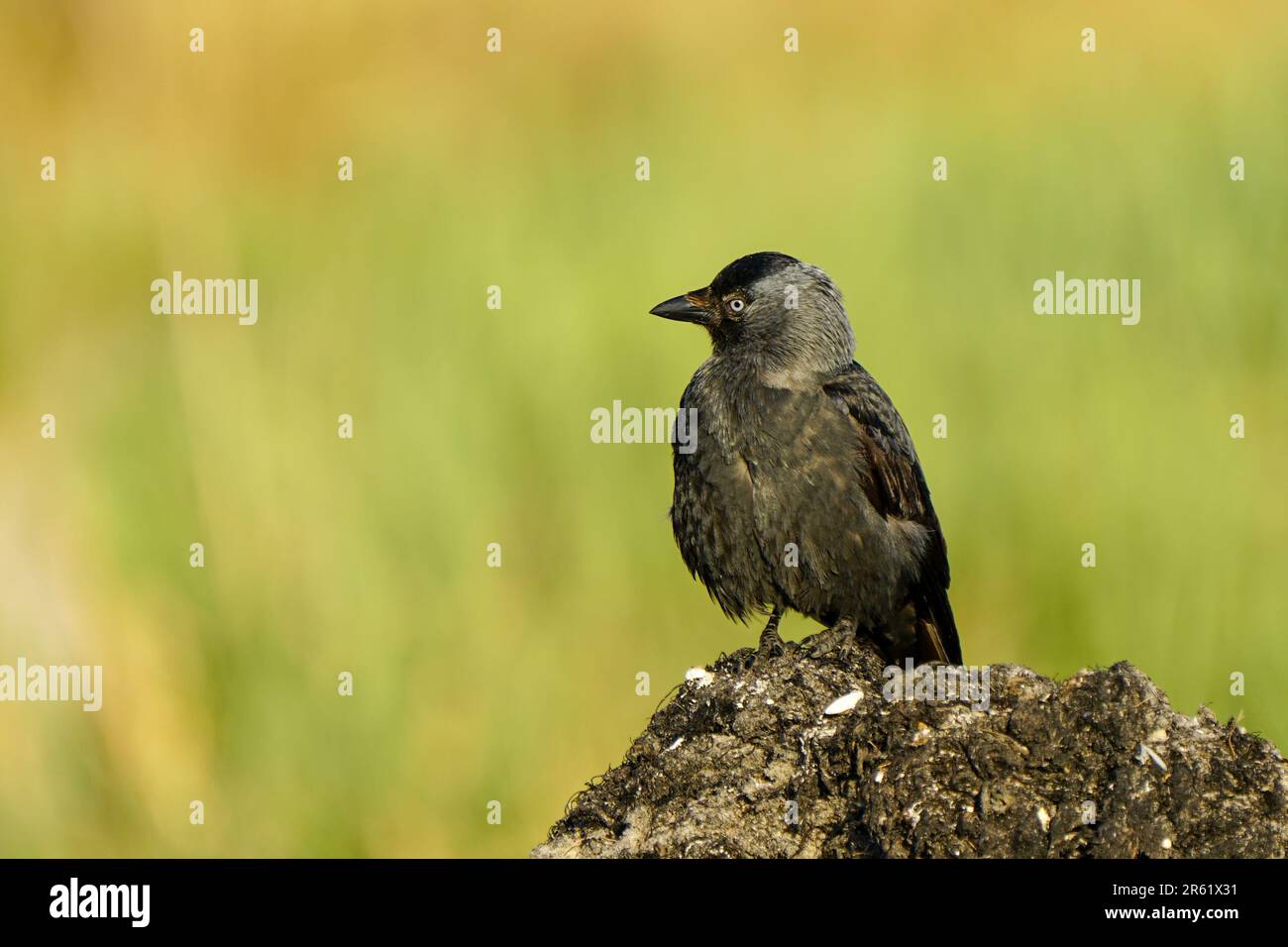 Die westliche Jackdaw, Coloeus monedula, oder einfach die Jackdaw, die an der Ostsee liegt Stockfoto