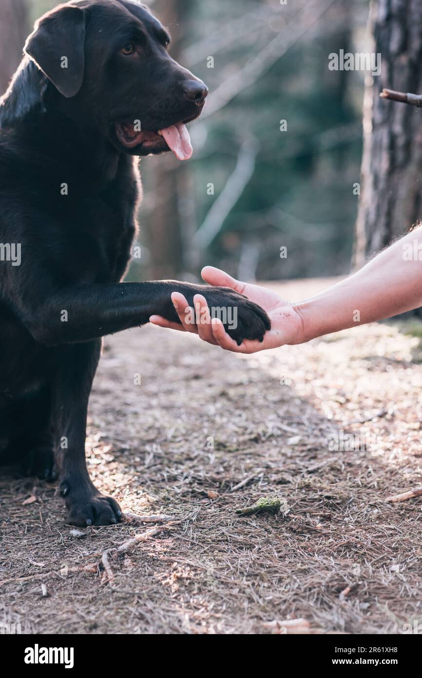 Ein schwarzer Hund, der eine menschliche Hand in einer natürlichen Umgebung hält Stockfoto