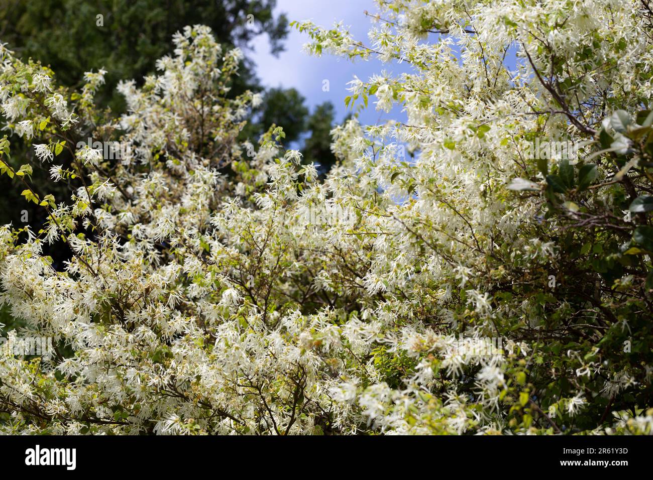 Nahaufnahme der dünnen weißen fädelartigen Blüten des Loropetalum chinense-Selektivfokus Stockfoto