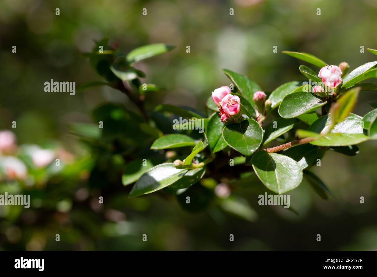 Bearberry Cotoneaster Radicans weiße Blume - lateinischer Name - Cotoneaster dammeri radidicans, selektiver Fokus Stockfoto