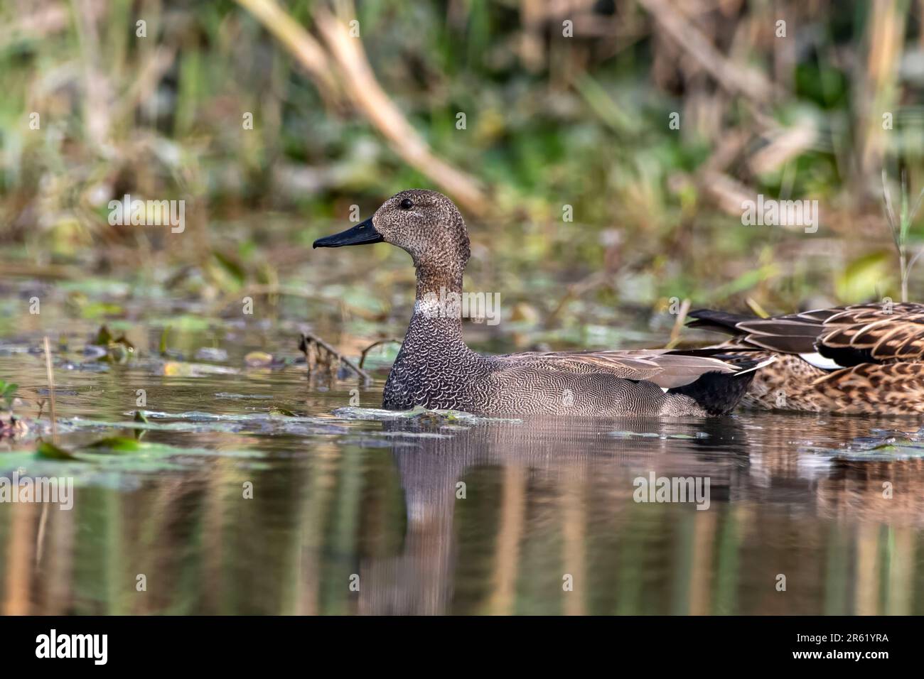 Gadwall oder Mareca strepera, eine häufige und weit verbreitete Duftente, beobachtet in Gajoldaba in Westbengalen, Indien Stockfoto