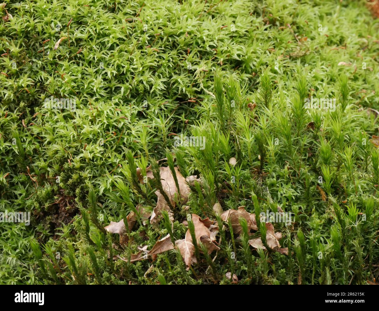 Nahaufnahme von grünem Moos im Wald : Huperzia selago und Campylopus introflexus Stockfoto