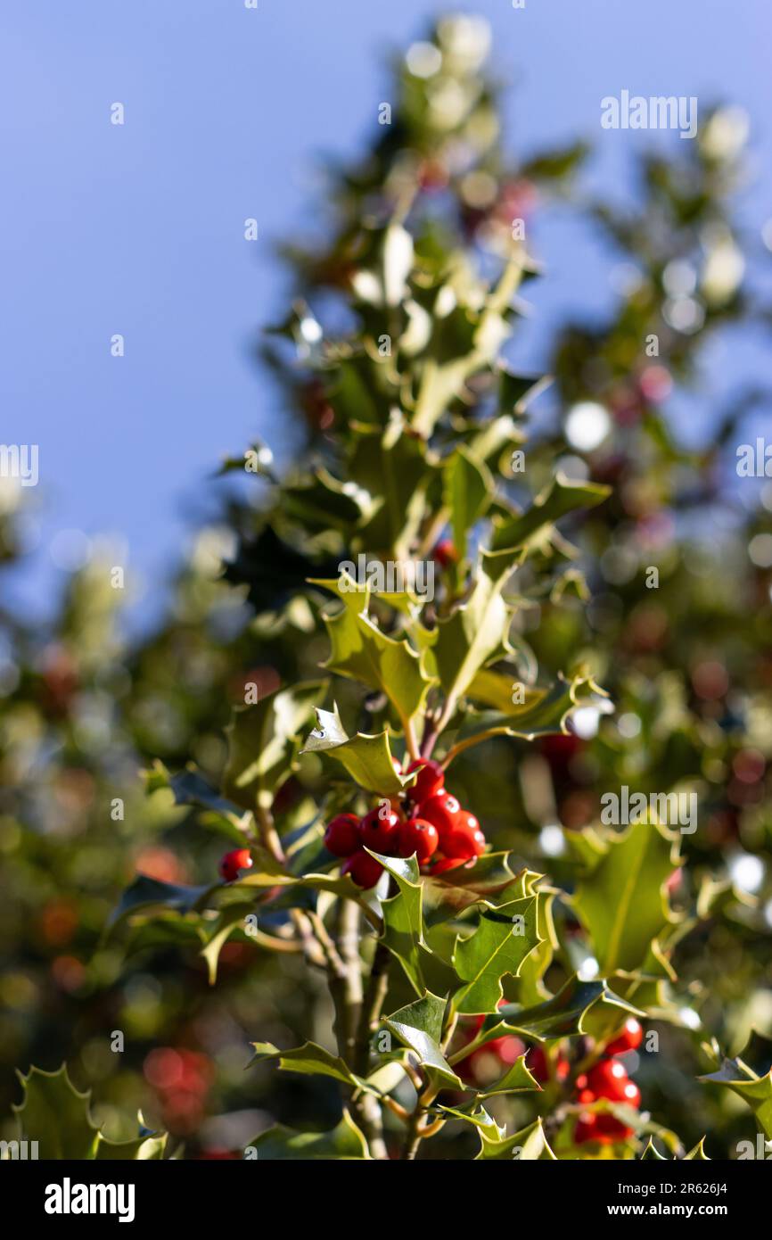 Cluster von efeu beeren -Fotos und -Bildmaterial in hoher Auflsung  Alamy