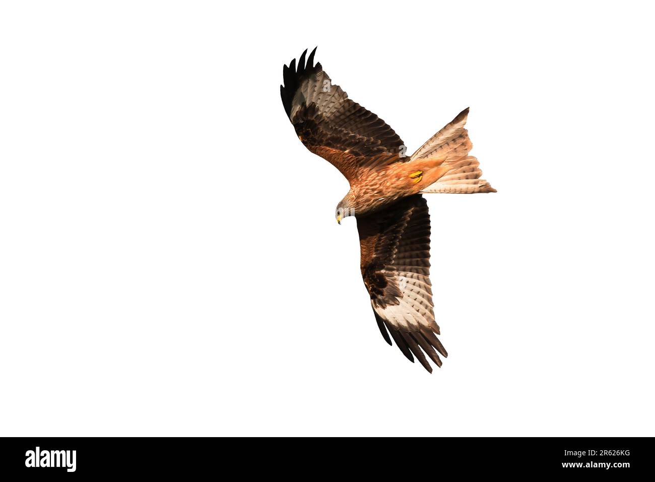 Roter Drachen (Milvus milvus) im Flug, isoliert auf weißem Hintergrund Stockfoto