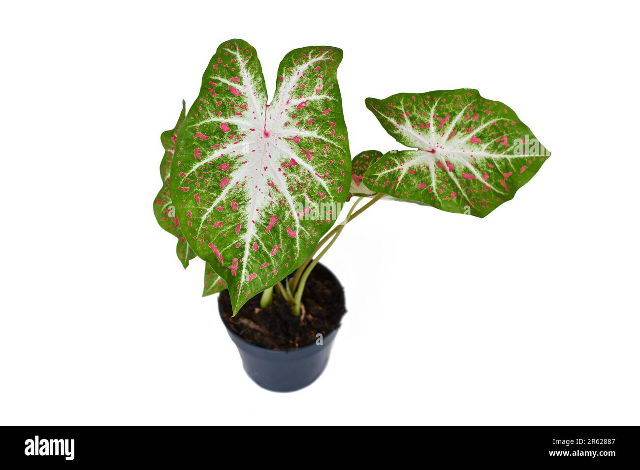 Exotische Caladiumherzen begehren Hauspflanzen mit leuchtend roten Blättern im Topf auf weißem Hintergrund Stockfoto