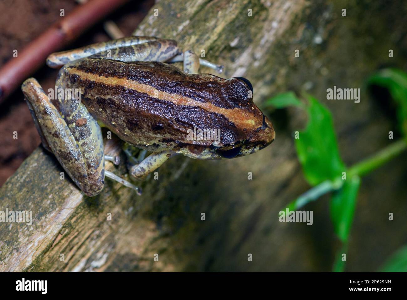 Gemeiner Regenfrosch (Craugastor fitzingeri) aus Sarapiqui, Costa Rica. Stockfoto