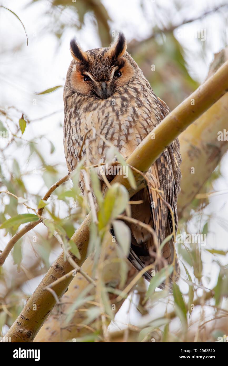 Langohrige Eule (ASIO otus), hoch oben in einem Baum, Niederlande Stockfoto