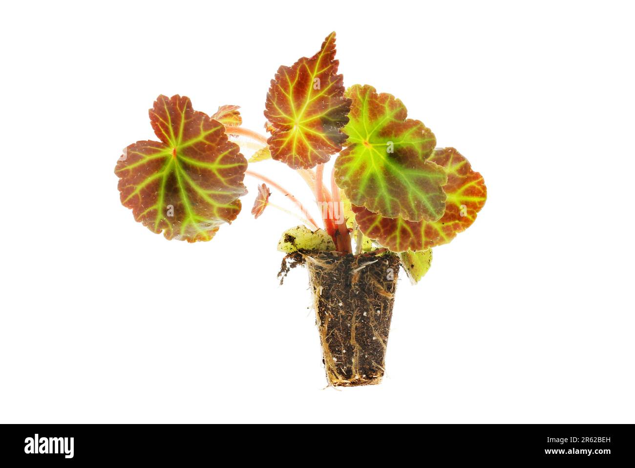 Setzling der Begonia-Stöpsel gegen Weiß isoliert Stockfoto
