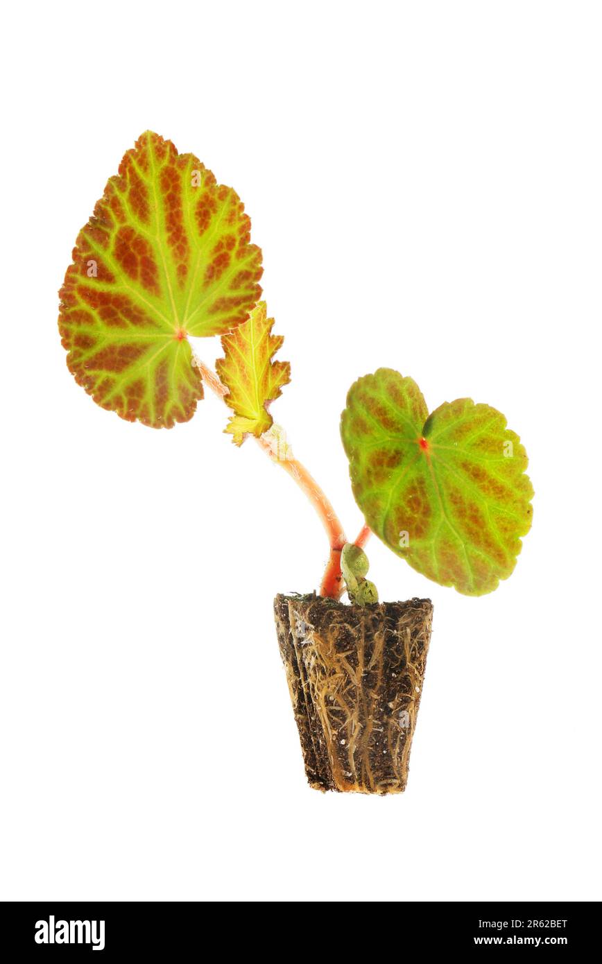 Setzling der Einsteckpflanze Begonia, isoliert vor weißem Hintergrund Stockfoto