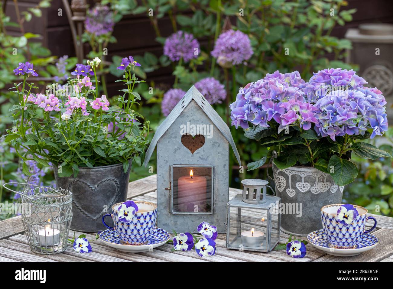 Klassisches Arrangement mit Porzellan-Kaffeetassen, lila Hortensien und Nemesien in Töpfen und Zinklaternen im Garten Stockfoto