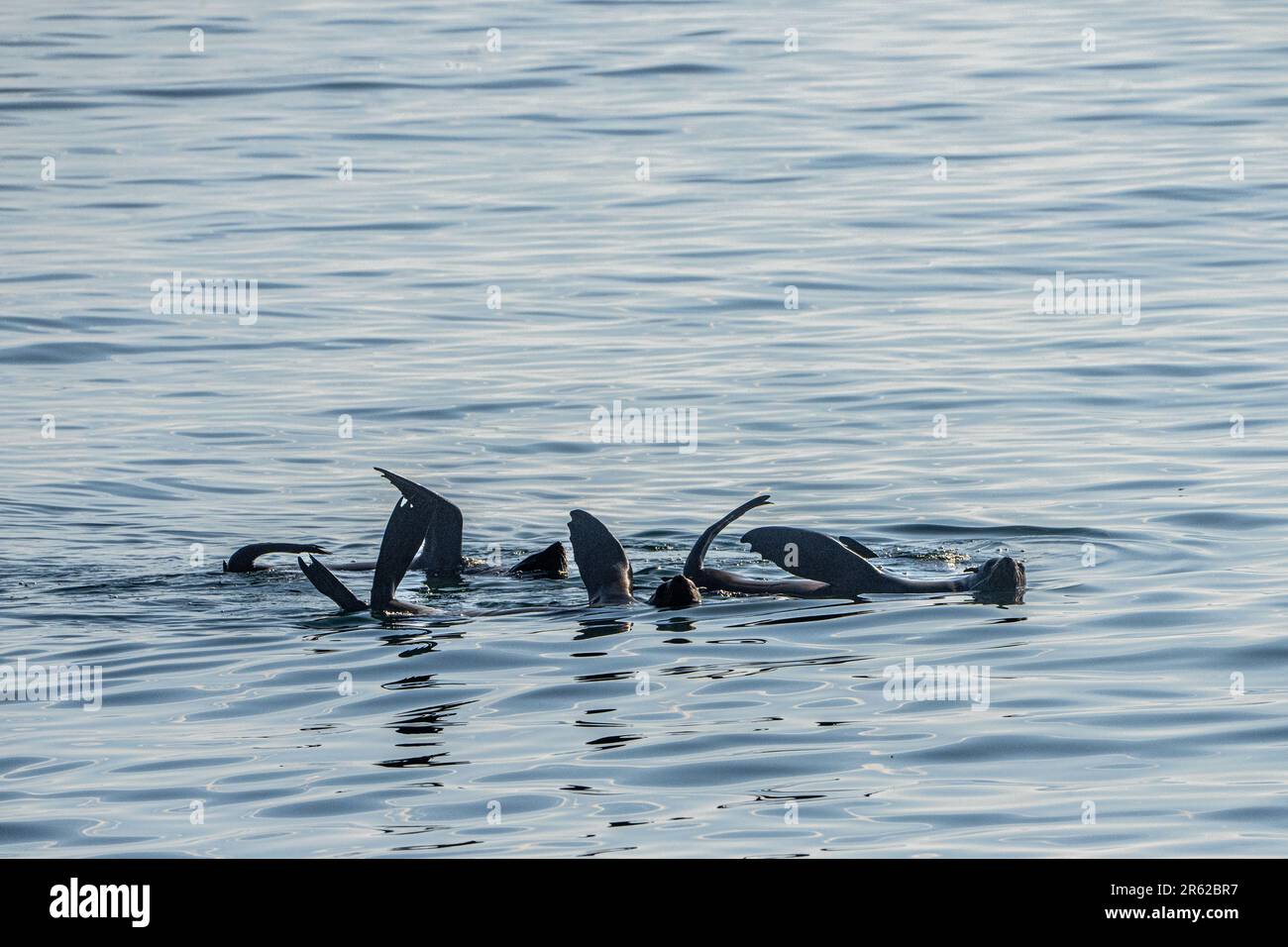 Braune Seebären (Arctocephalus pusillus), auch bekannt als Kapfellrobbe Stockfoto
