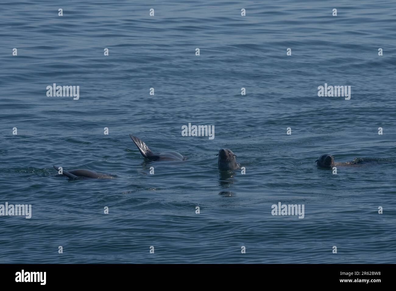 Braune Seebären (Arctocephalus pusillus), auch bekannt als Kapfellrobbe Stockfoto