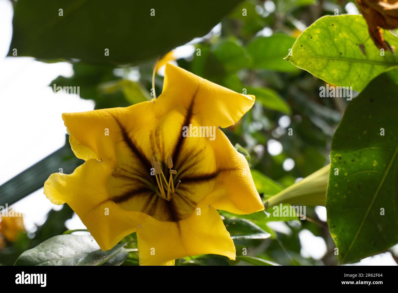 Blumen in Wilhelma Stockfoto