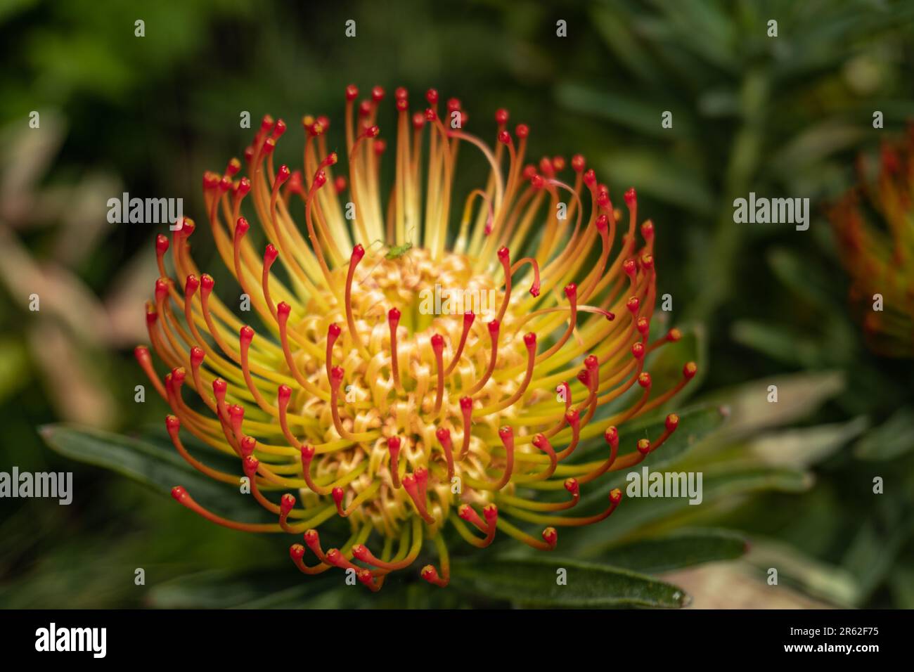 Blumen in Wilhelma Stockfoto