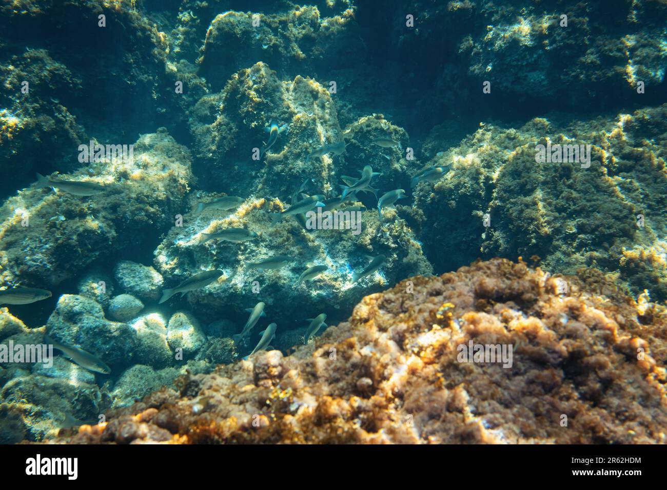 Unterwasserfoto - Schnorcheln in Liapades, Korfu. Gruppe von Fischen, Algen und Meerespflanzen, die über Felsen wachsen, sichtbar Stockfoto