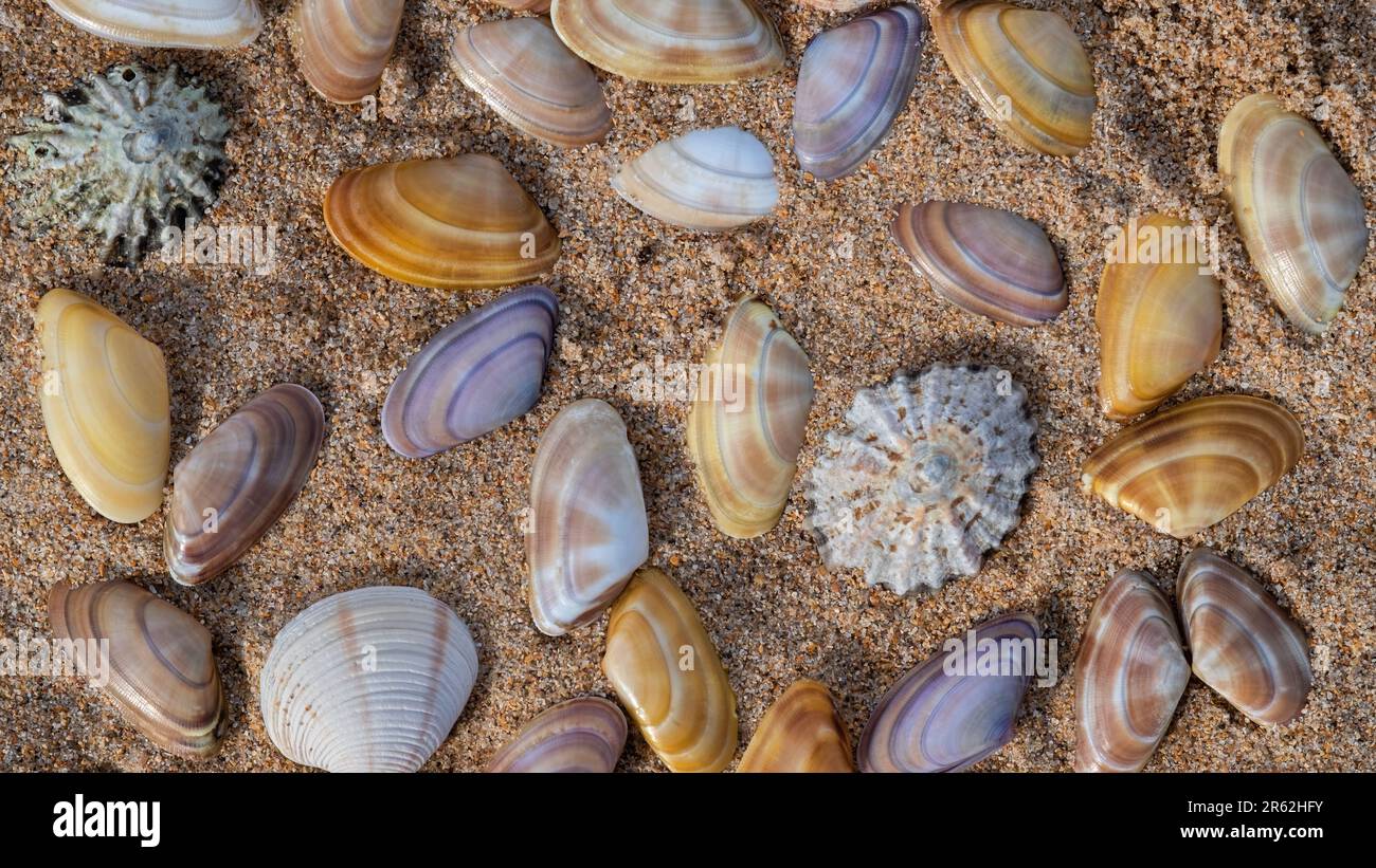 Eine Ansammlung von Seehöllen an einem Sandstrand Stockfoto