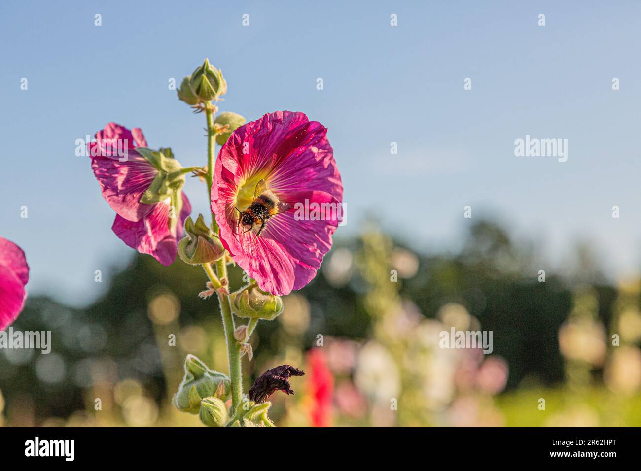 Bild einer Hummel, die Nektar aus einem Schockloch sammelt Stockfoto