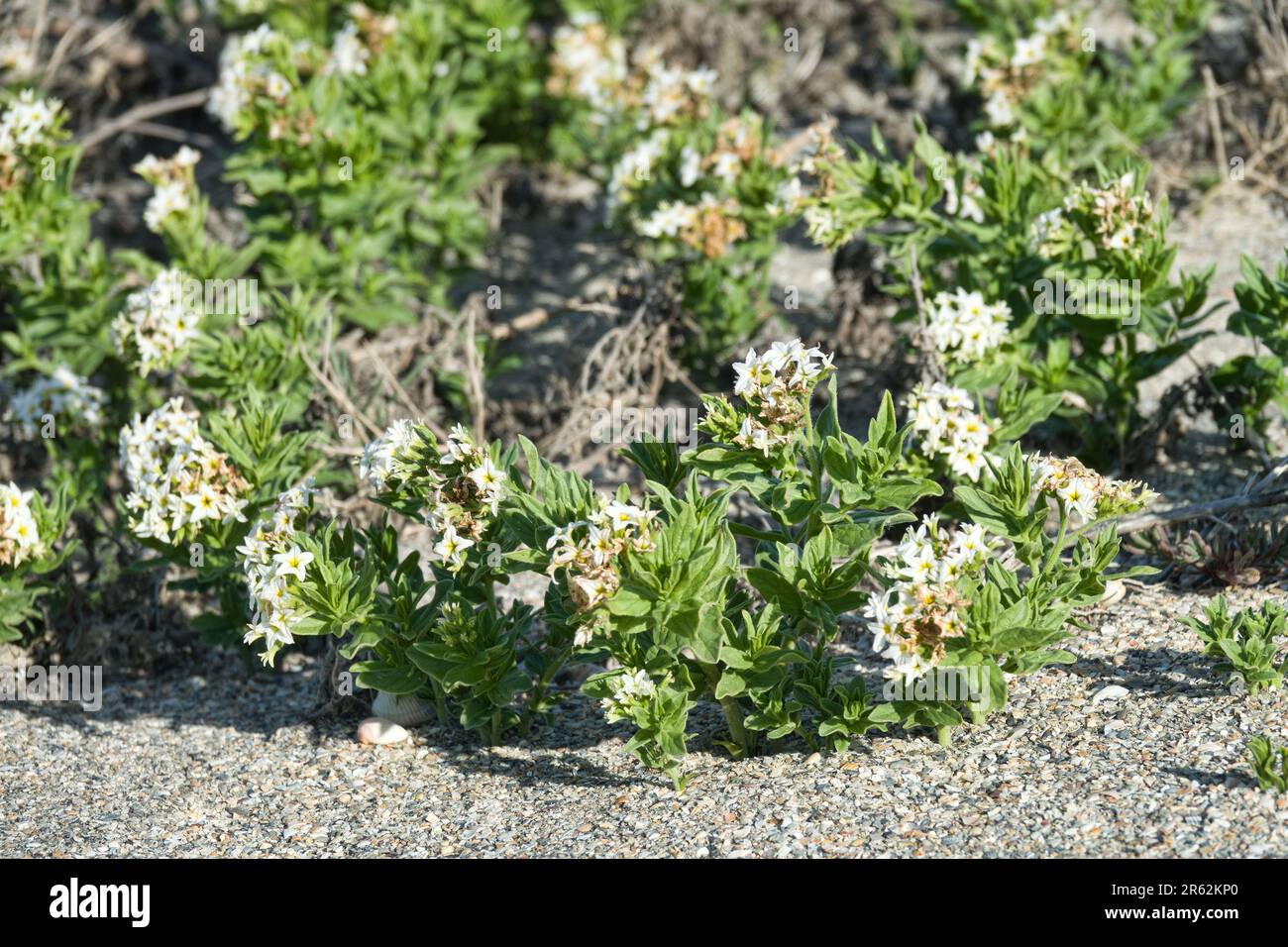 Tournefortia (Argusia sibirica), Soldat. Halophytenpflanze auf salzhaltigen Böden in Steppe Crimea, Sivash-See. Rohdroge: Ätherisches Öl mit Heliotropi Stockfoto