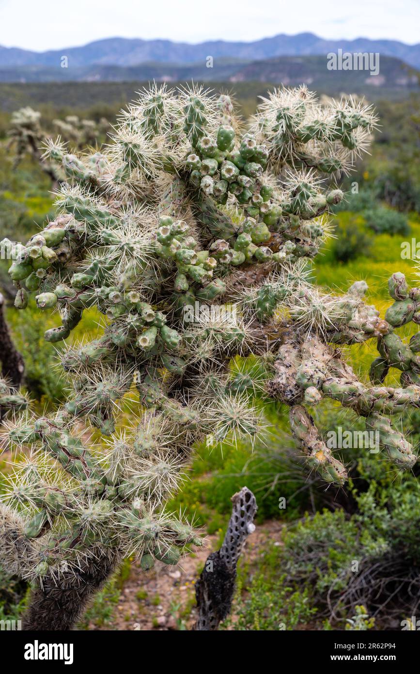 Teddybear Cholla (Cylindropuntia bigelovii) wächst an einem wunderschönen Frühlingstag in der Nähe von Black Canyon City, Arizona, USA. Stockfoto