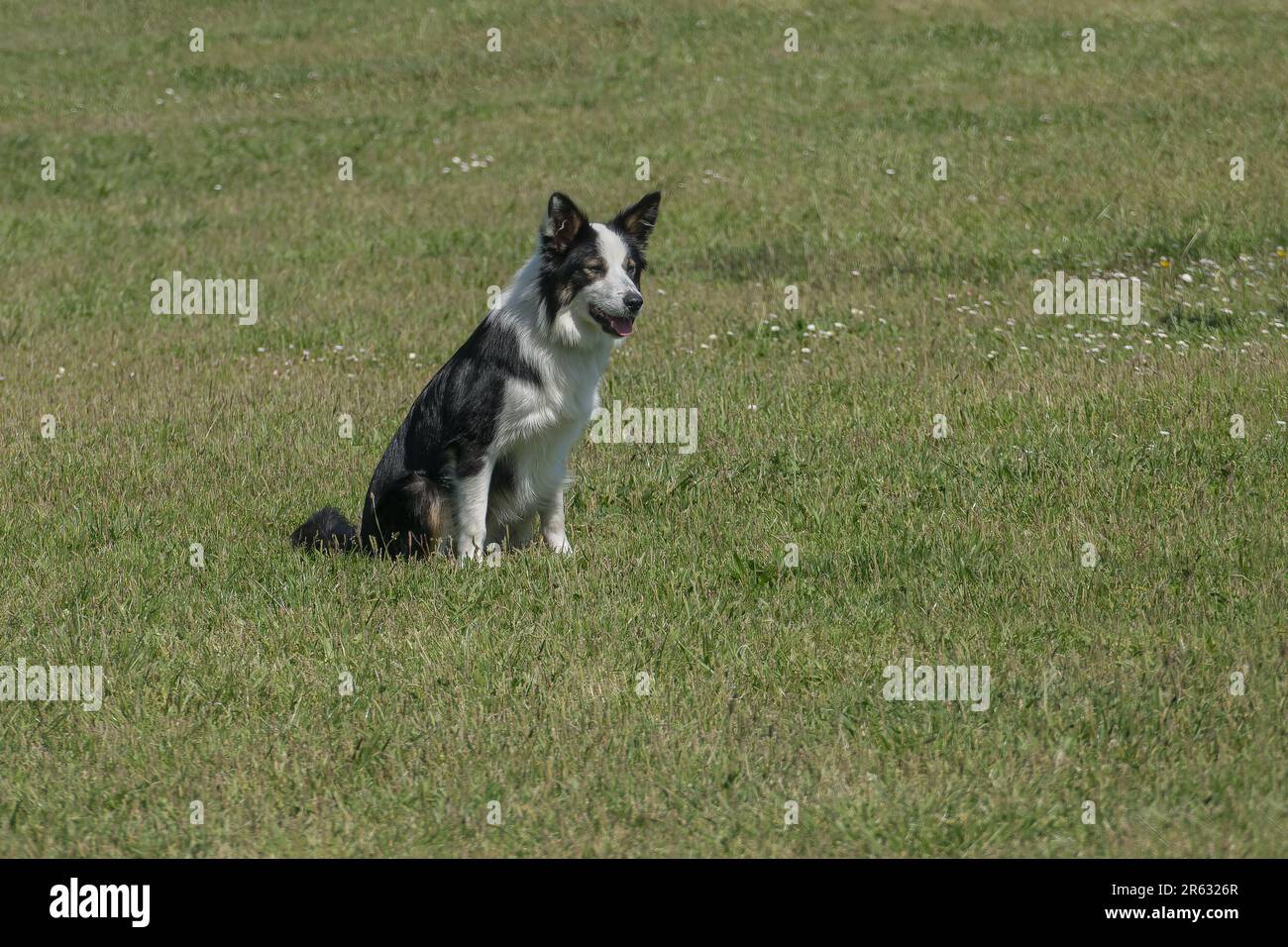 Collie, der an sonnigen Tagen draußen im Gras sitzt Stockfoto