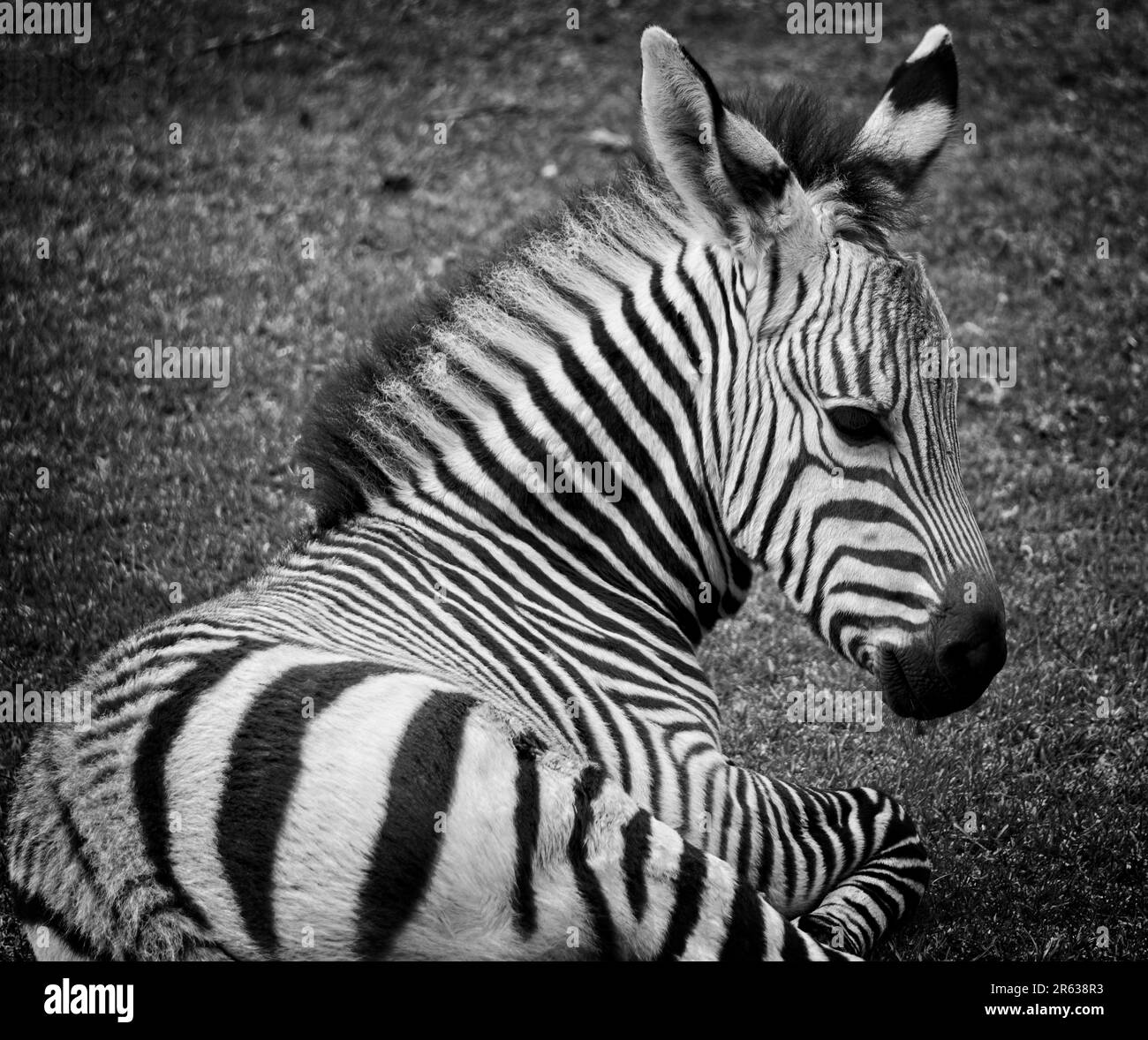 Schwarz-Weiß, Zebra Calgary Zoo, Alberta Stockfoto