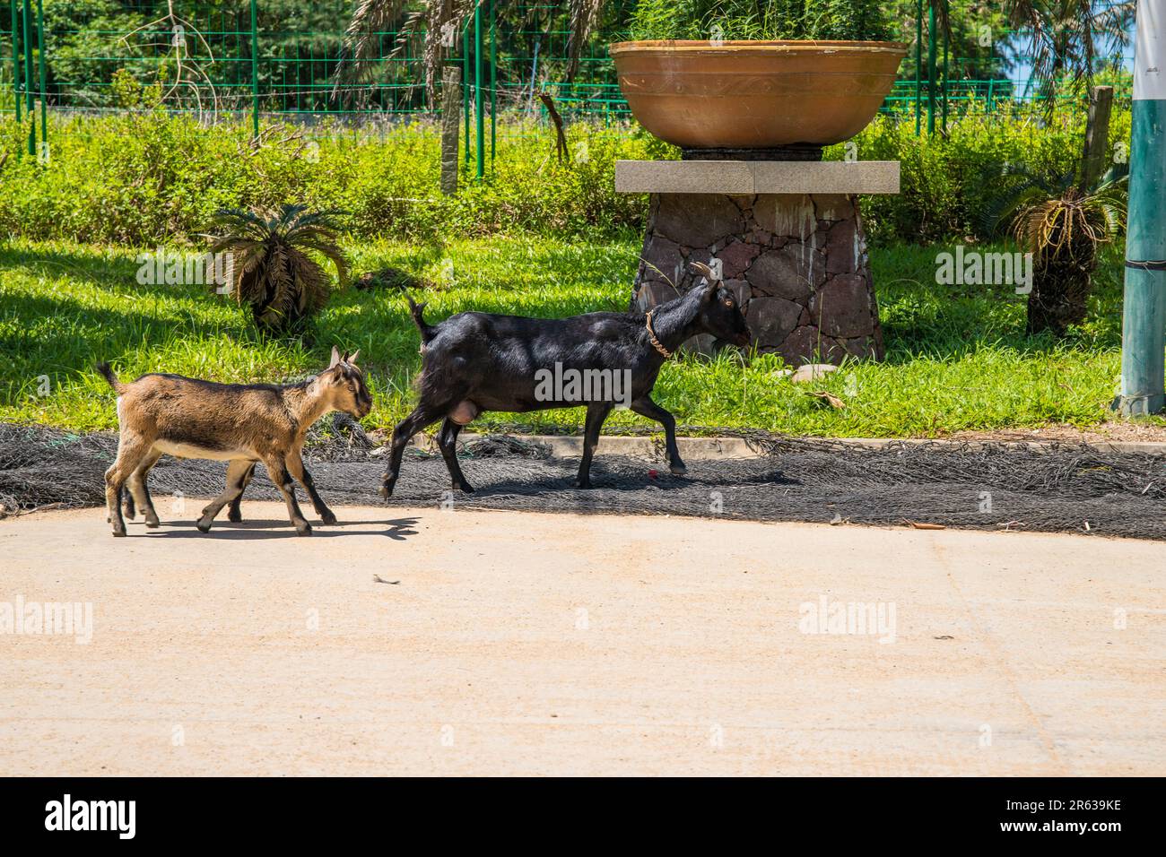 Ziegen in der Stadt Stockfoto