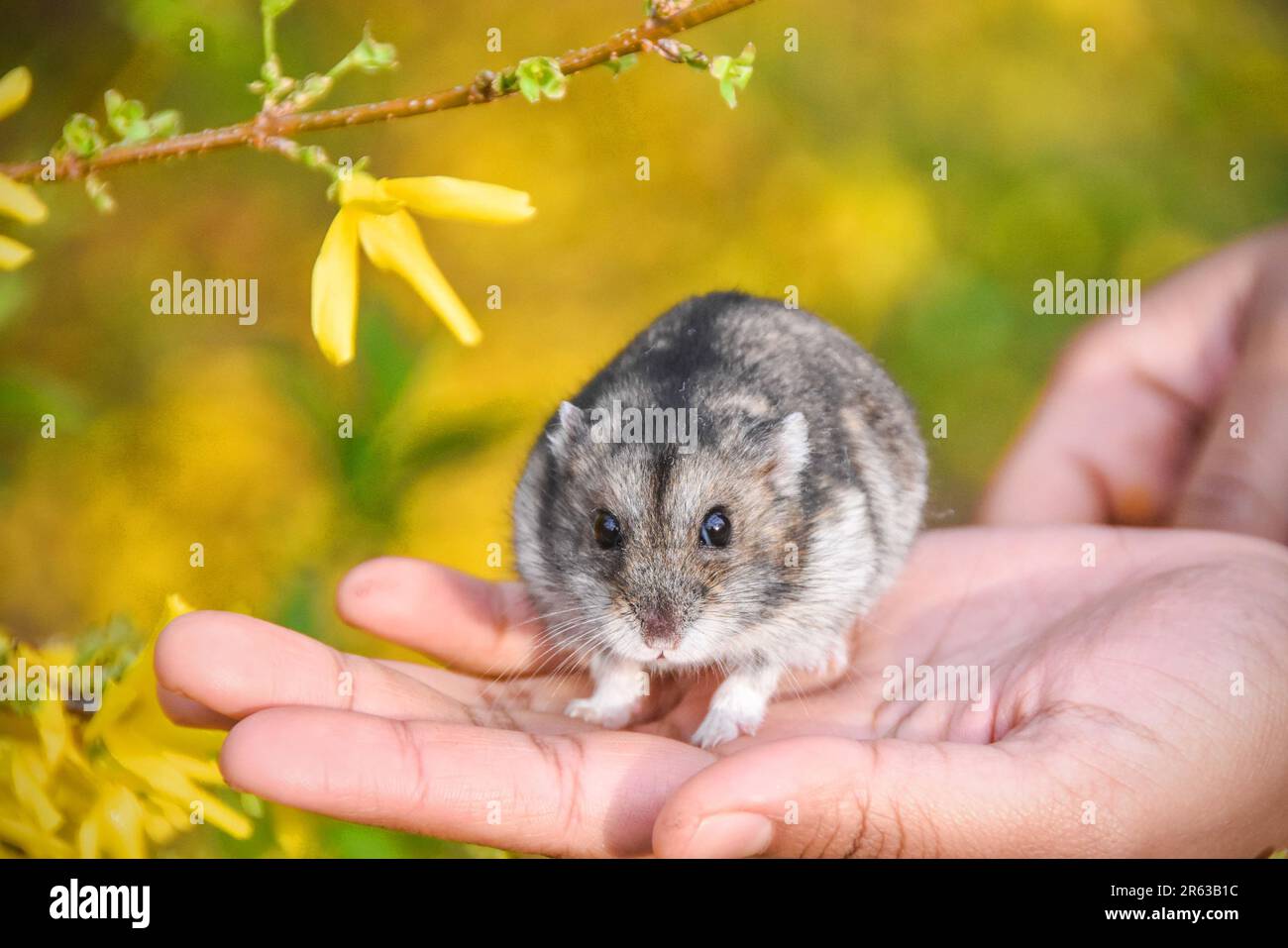 Benito, der Zwerghamster Stockfoto