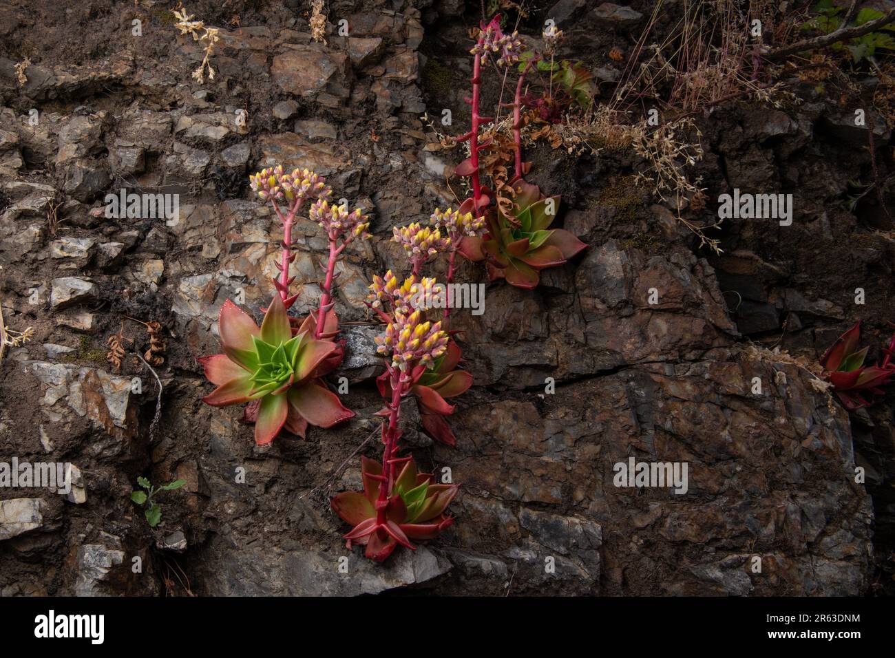 Canyon Dudleya oder für immer: Dudleya cymosa, eine einheimische saftige Pflanze Kaliforniens, die in Point Reyes National Seashore, CA, blüht. Stockfoto