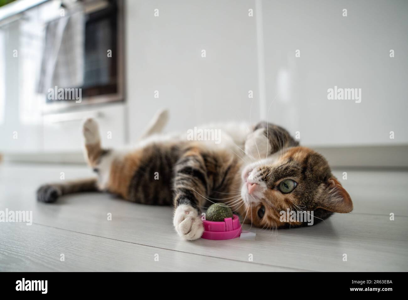 Verspielte Katze, die Spaß mit Katzenklops hat Spielzeugknitter knittern vor Freude. Haustiere bevorzugen Zeitvertreib. Stockfoto
