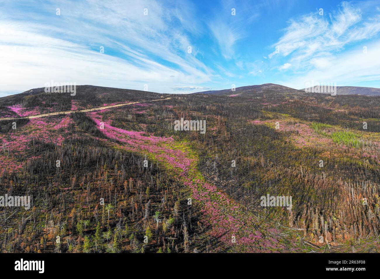 Drohne, Luftaufnahme der Landschaft des Yukon Territory im Sommer mit Straße, Highway durch Wildnis und rosafarbener Feuerweed-Wildblumen-Szene Stockfoto