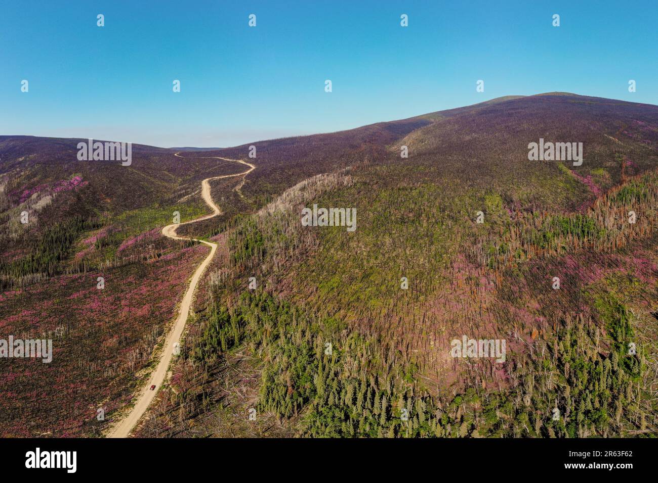 Drohne, Luftaufnahme der Landschaft des Yukon Territory im Sommer mit Straße, Highway durch Wildnis und rosafarbener Feuerweed-Wildblumen-Szene Stockfoto