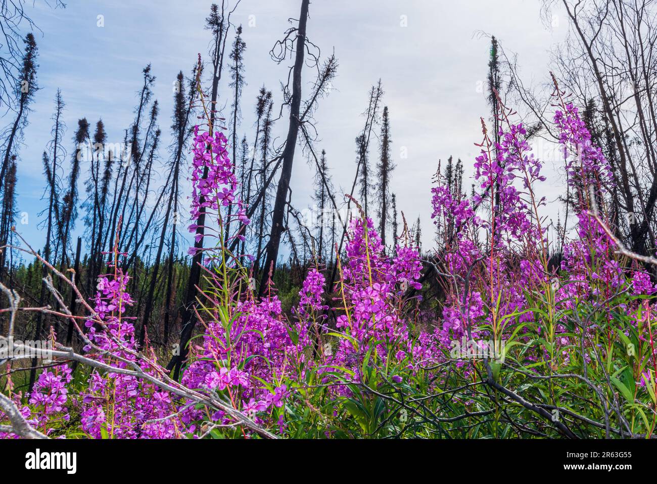 Atemberaubende rosafarbene, lila Feuerweed-Blumen in voller Blüte während der Sommerzeit im Norden Kanadas, Yukon Territory mit hellblauem Himmel und brennenden Bäumen Stockfoto