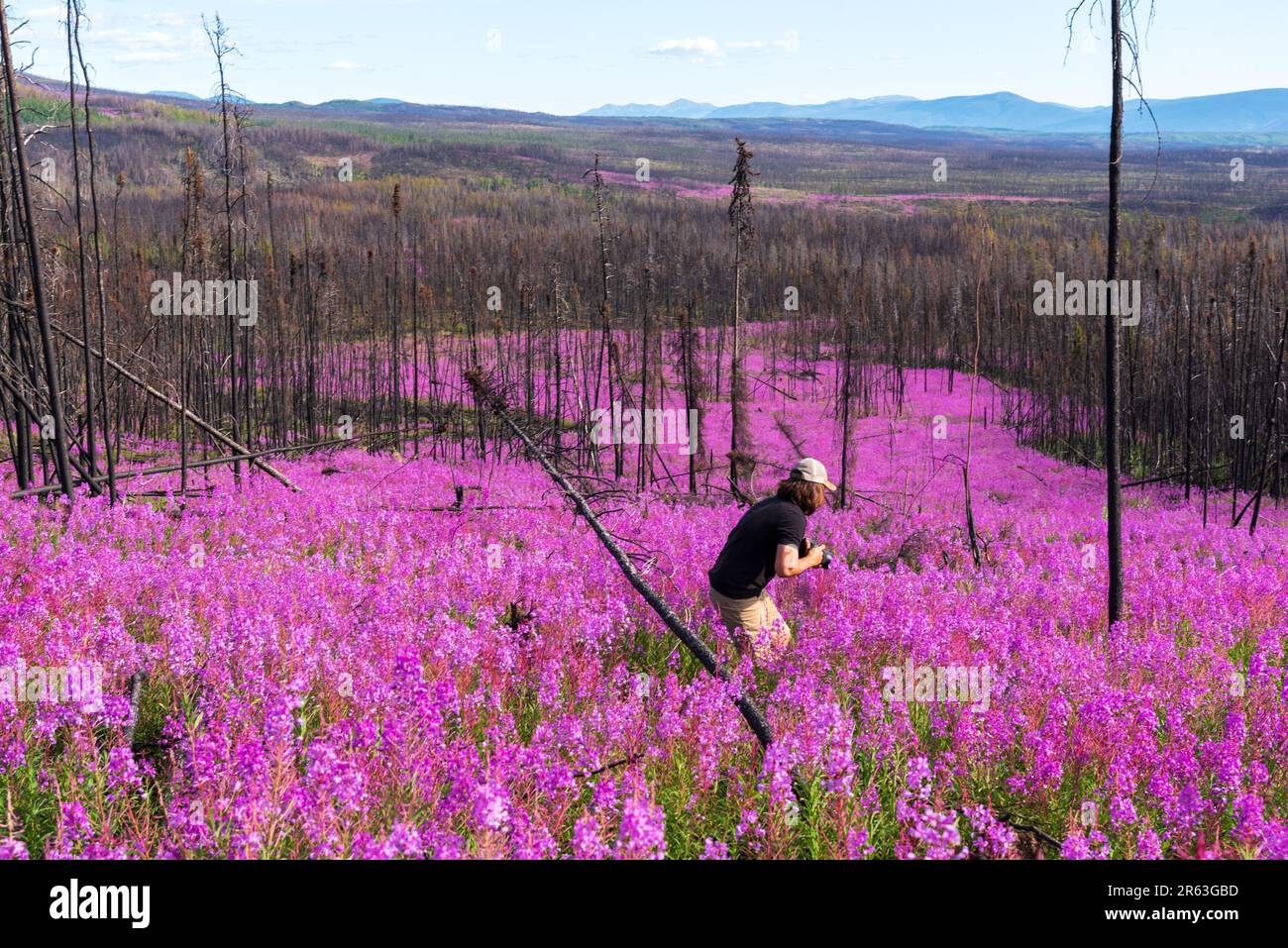 Ein Mann mit langen braunen Haaren, der im Sommer auf einem Feld mit tausenden lila rosa Blumen herumläuft. Wald regeneriert sich nach einem Waldbrand. Stockfoto