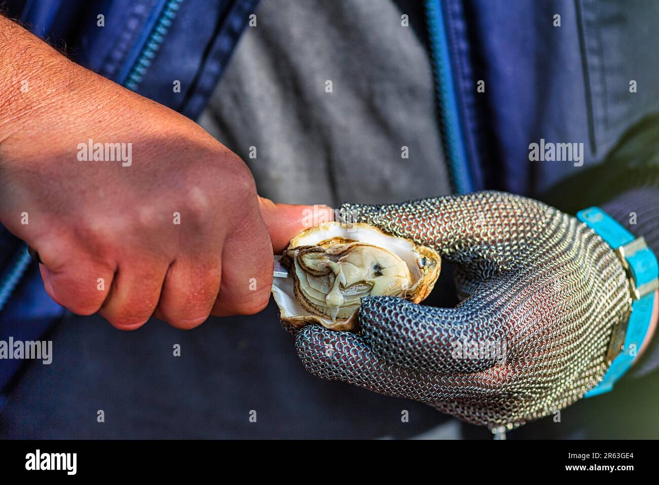 Frisch gefangene echte Austern (Ostreidae) in Menschenhand, offene rohe Muscheln, Delikatesse, Waddensee-Nationalpark, Sylt, Deutschland Stockfoto