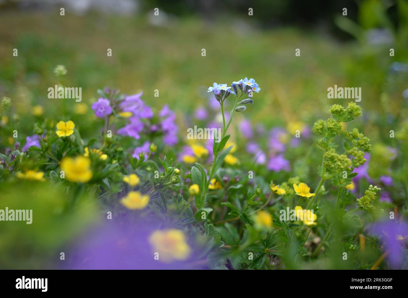 Alpine Forget-Me-Not (Myosotis alpestris) auf einer alpinen Wiese mit anderen Wildblumen Stockfoto