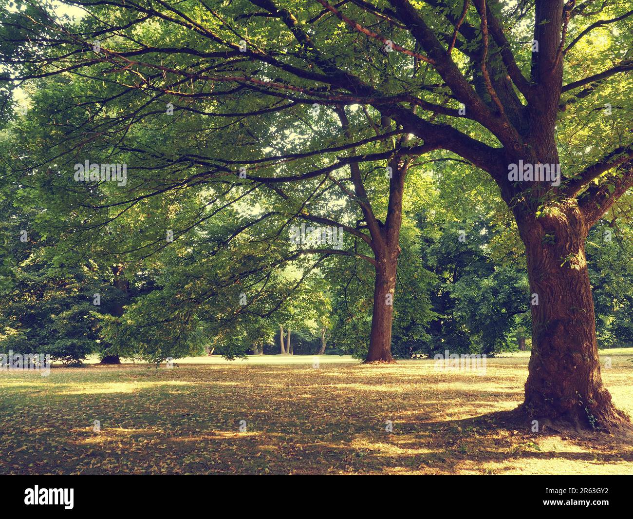 Sonnigen Tag im Park, natürliche Sommer Hintergrund vintage Farbe stilisierte, Flachbild Ton Stil Stockfoto